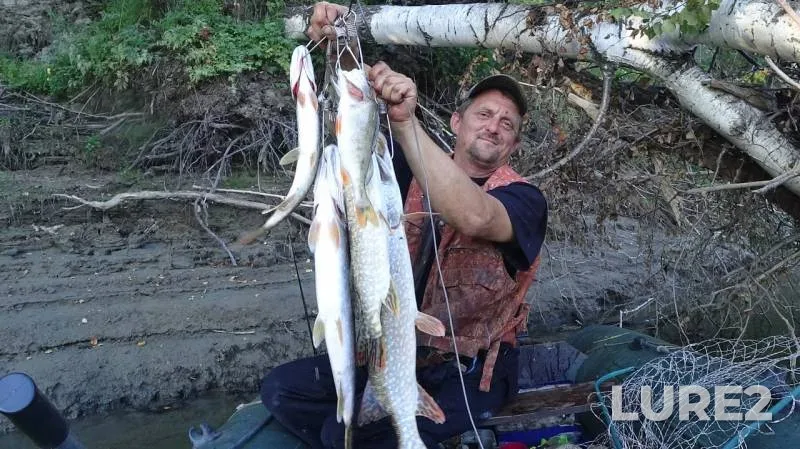 Perch, Pike — Ob, Aug 19, 2018