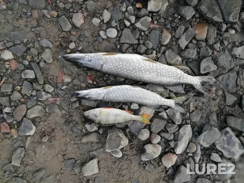 Perch, Pike — Tom, Aug 18, 2018