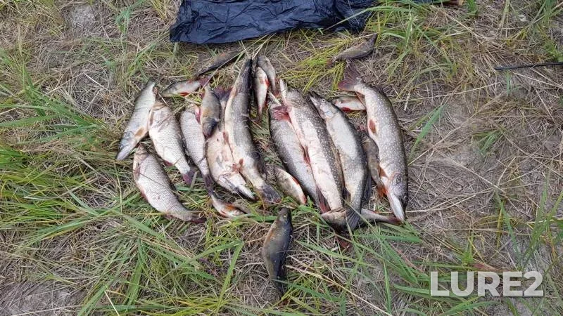 Ide, Perch — Ultyagun, Aug 12, 2018