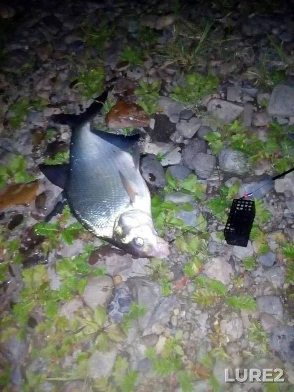 Bream, Ide — Tom, Aug 02, 2018