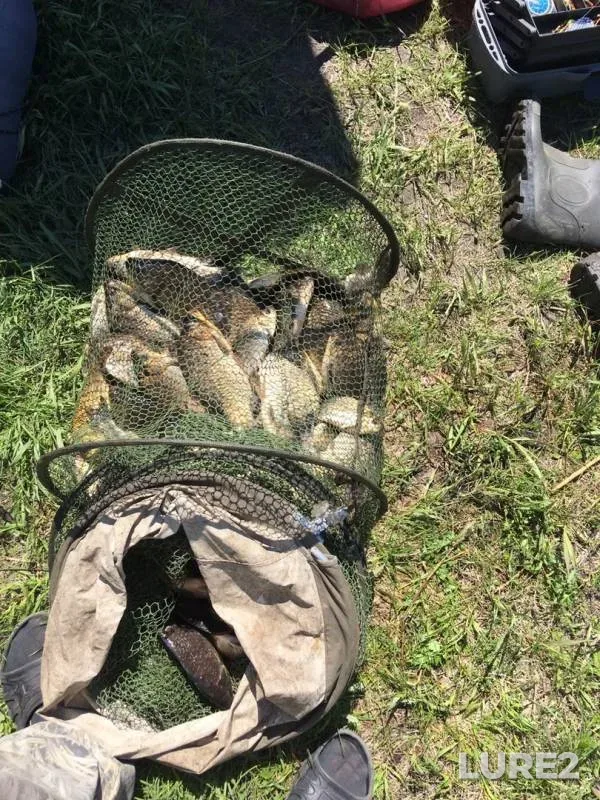 Crucian carp, Perch — Omskaya oblast, Krutinskiy rayon, Jun 13, 2018