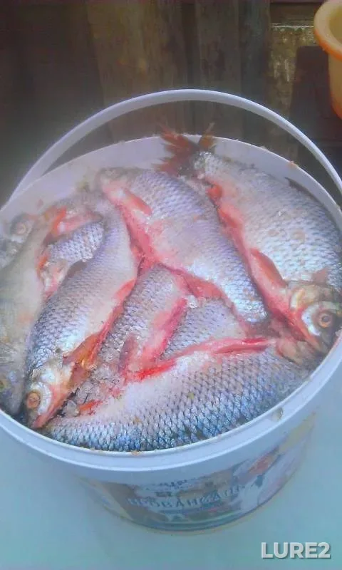 Bream, Roach — Krasnoyarskoye, Jun 03, 2018