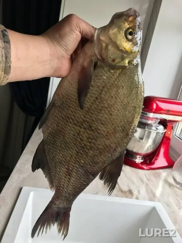 Bream, Ide — Irtysh, May 24, 2018