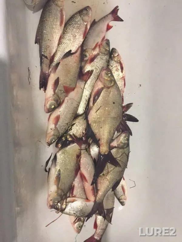 Bream, Ide — Novosibirskaya oblast, May 10, 2018