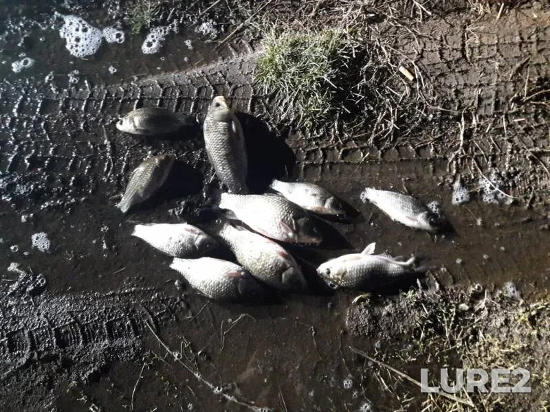 Crucian carp — Pyatkova, May 09, 2018