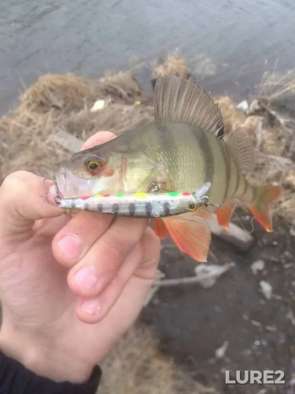 Perch — Kalininskiy karyer, May 02, 2018