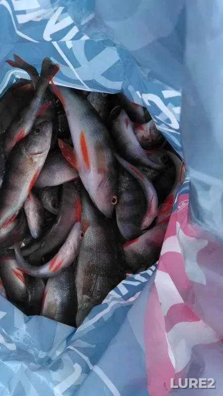Perch — Kemerovskaya oblast, Apr 13, 2018