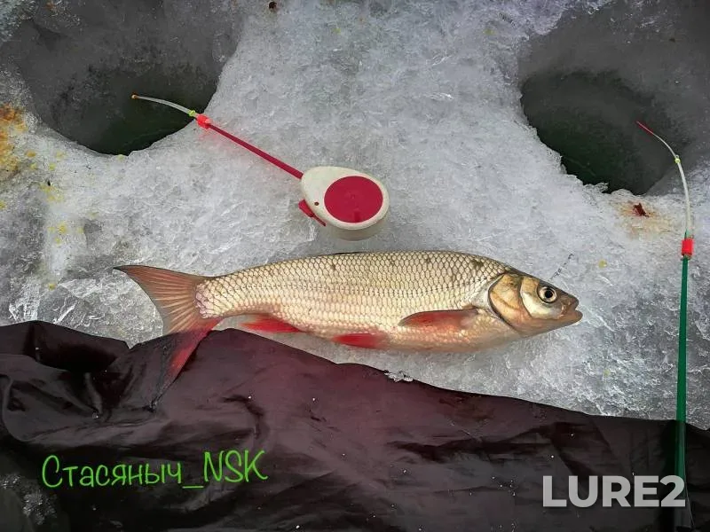 Perch, Roach — Novosibirskaya oblast, Apr 07, 2018