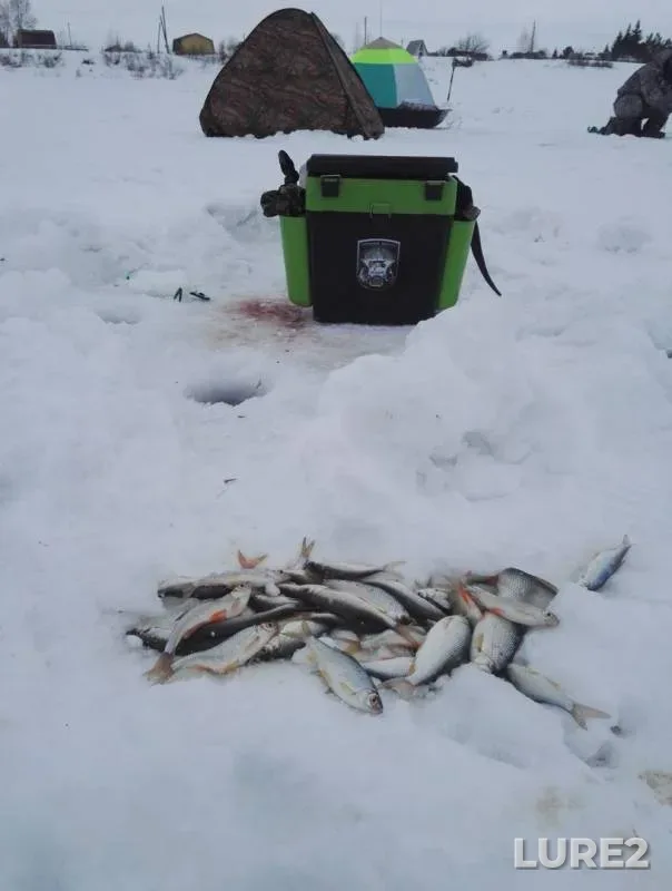 Roach — Irtysh, Mar 25, 2018