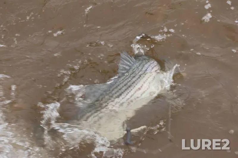 Striped bass — Raritan River, Apr 21, 2019
