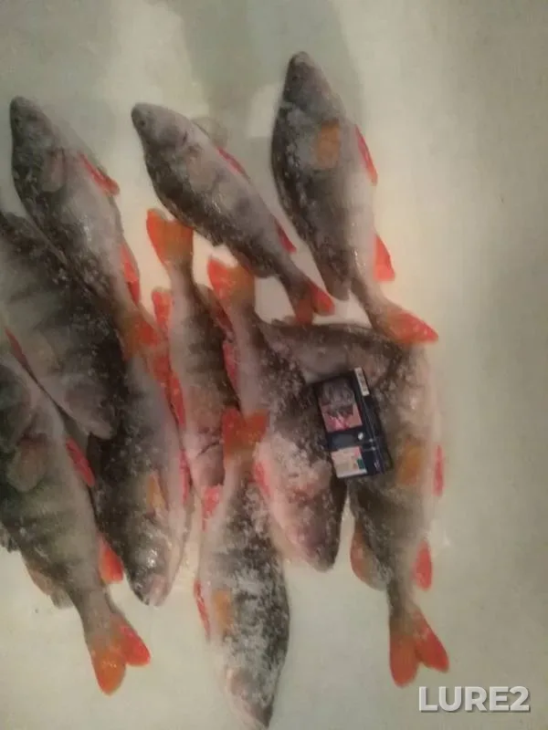 Perch, Roach — Tobyl - Tobol, Feb 20, 2018