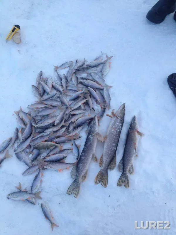 Perch, Pike — Tyumenskaya oblast, Tobolskiy rayon, Feb 22, 2018