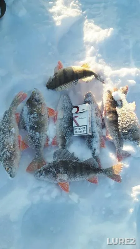 Perch — Beloye, Feb 04, 2018
