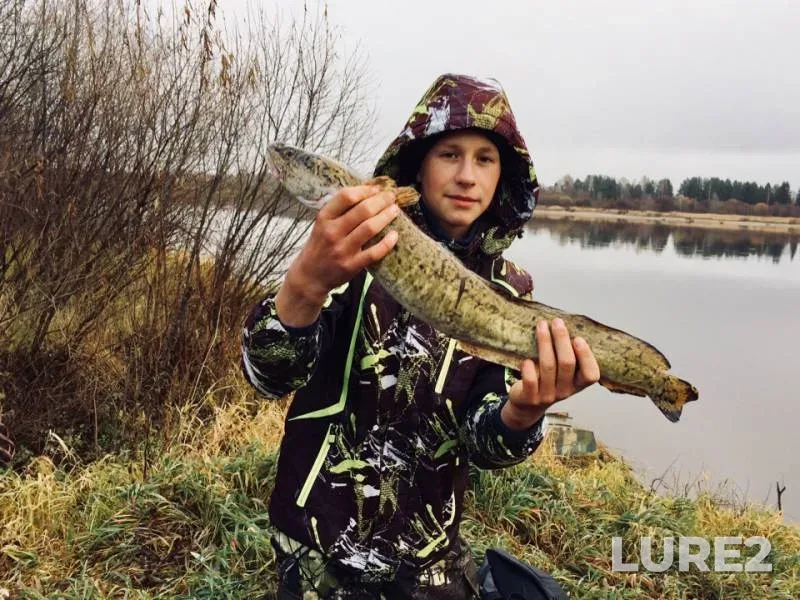Burbot — Vyatka, Nov 08, 2018