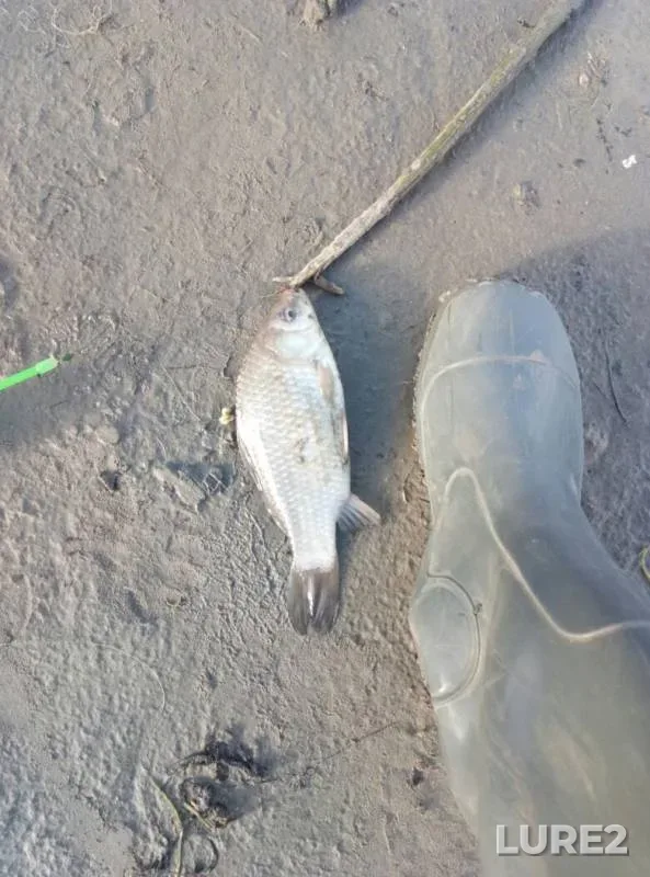 Crucian carp — Irtysh, Jun 16, 2019