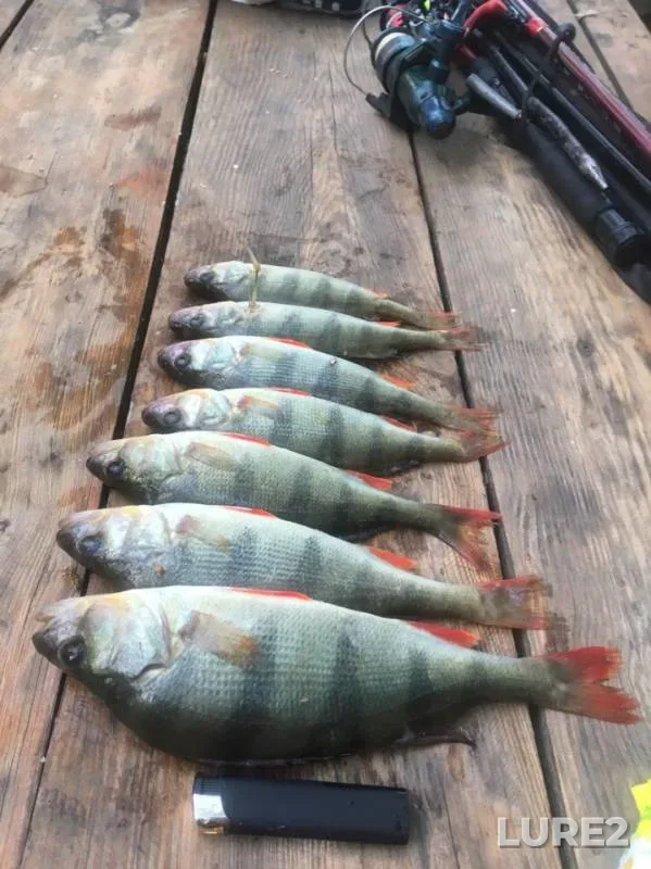 Perch — Gasfortovskoye, May 01, 2019
