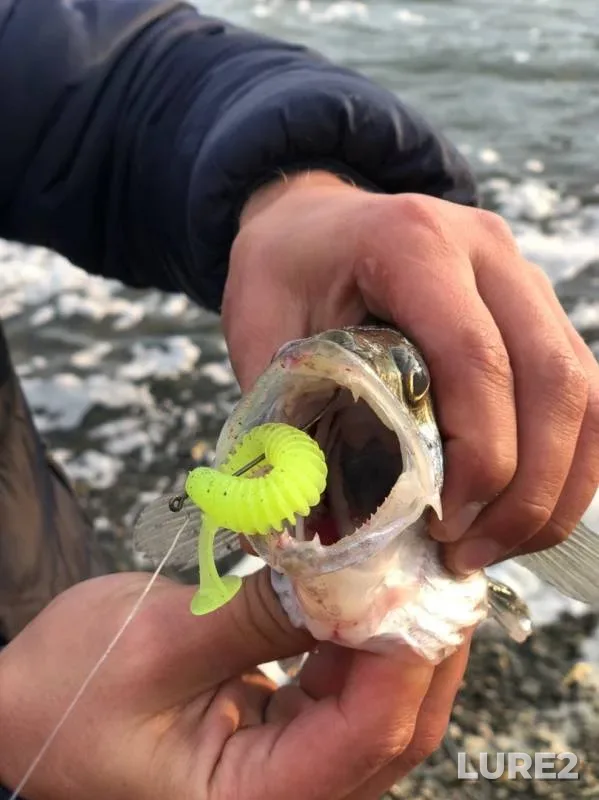 Zander — Don, Nov 02, 2019