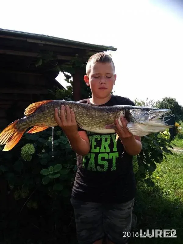 Wels catfish, Perch — Vyzenka, Sep 25, 2019