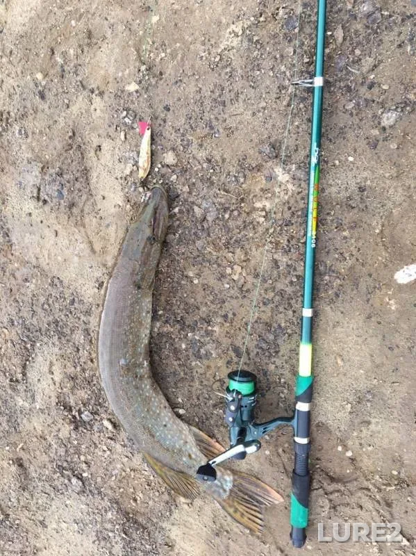 Pike — protoka Dunina, Sep 06, 2019