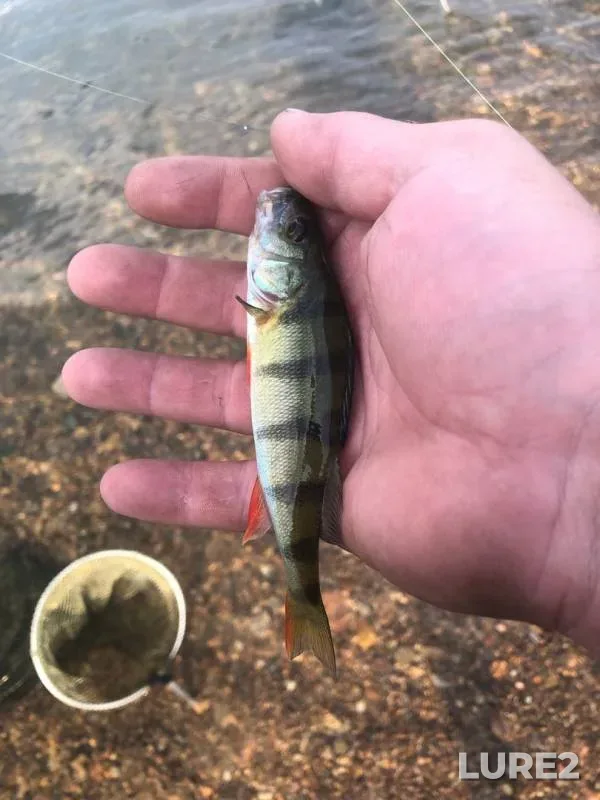 Perch — Angara, Aug 08, 2019