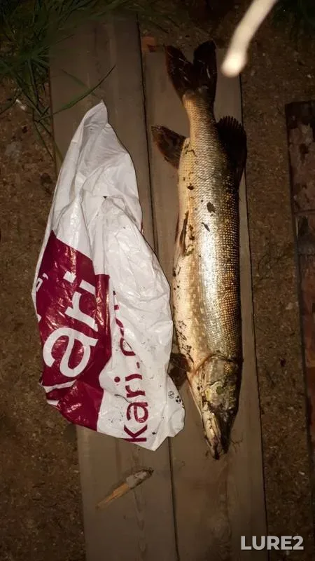 Pike — Irkút, Aug 15, 2019