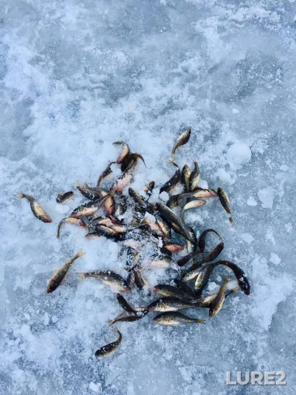 Pike — Vyacha, Jan 13, 2019