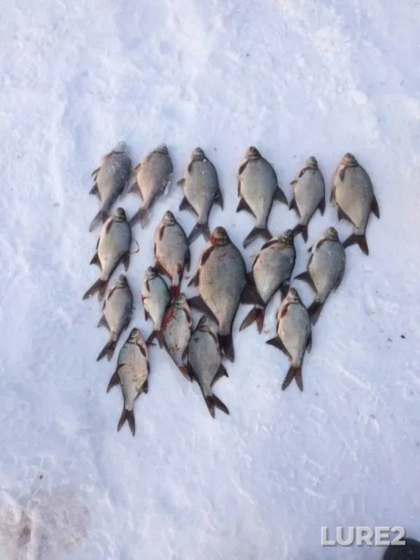 Bream — Kurma, Jan 03, 2019