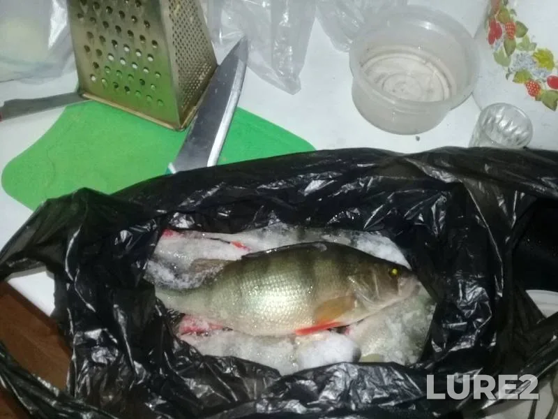 Perch — Kurma, Dec 14, 2018