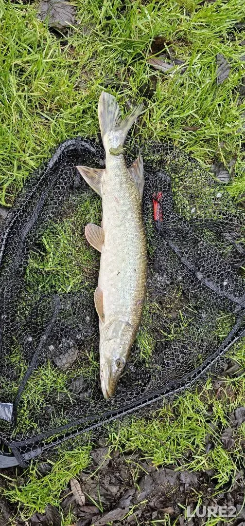 Pike — River Wey, Dec 27, 2024, 1:34 PM