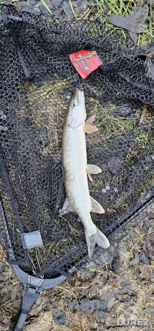 Pike — River Wey, Jan 12, 2025