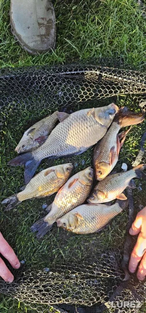 Carp, Crucian carp — England, Surrey, Feb 25, 2025
