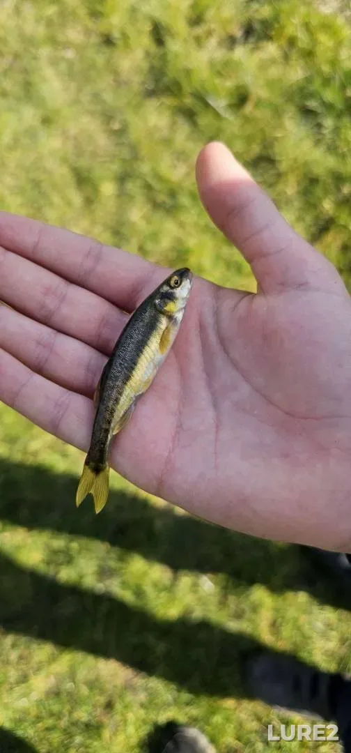 Brown trout, Chub — River Wey, Mar 09, 2025