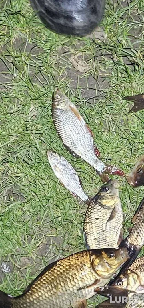 Roach — England, Surrey, Mar 09, 2025, 6:33 PM