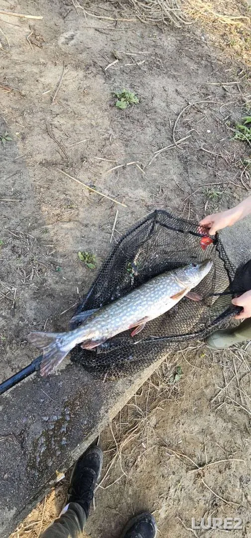Pike — River Wey, Mar 08, 2025, 4:50 PM