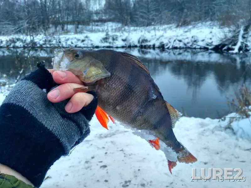 Perch — Svisloch, Jan 21, 2018