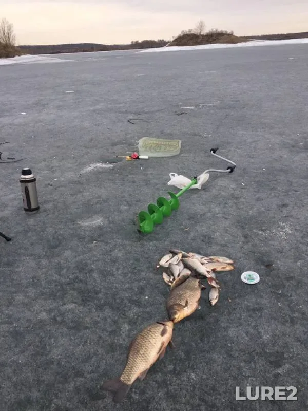 Crucian carp, Roach — Angara, Apr 18, 2019