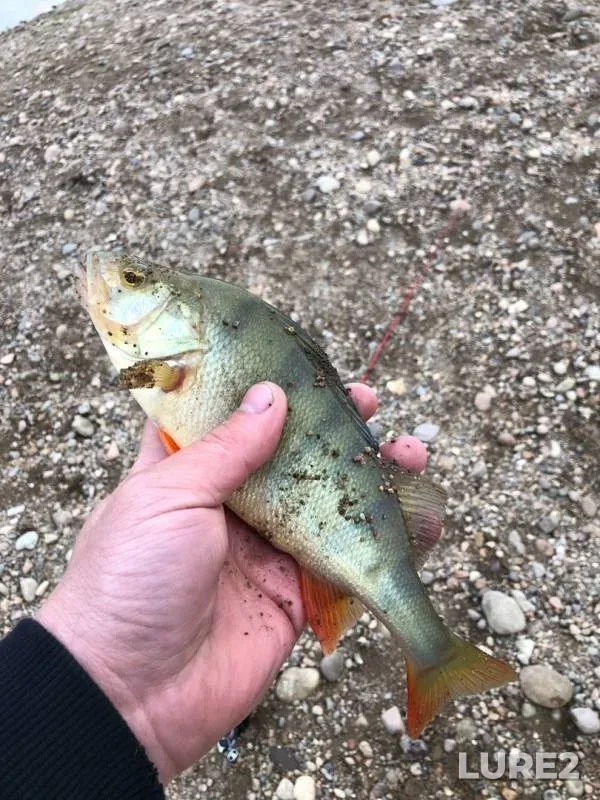 Perch — Angara, May 28, 2019