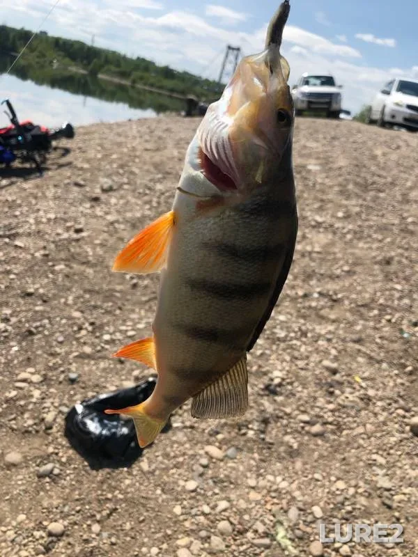 Perch — Angara, May 30, 2019