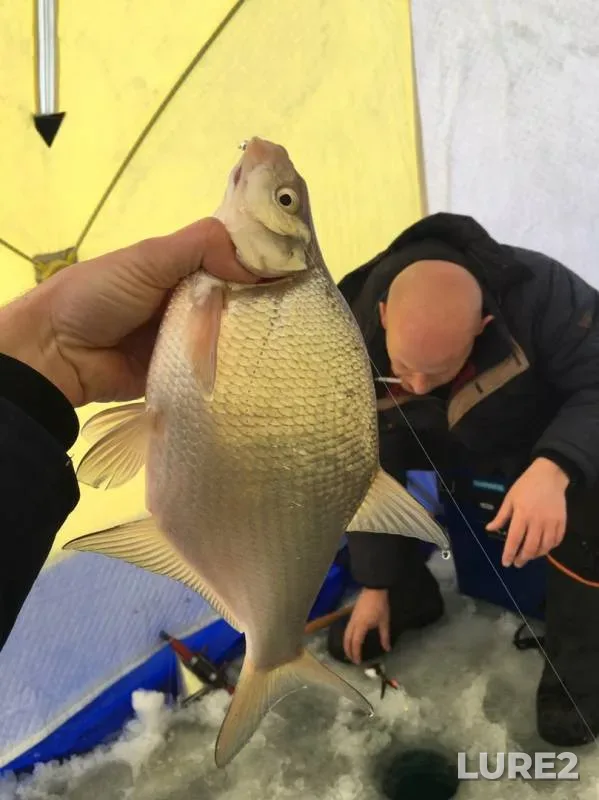 Bream — Irkutskoye, Nov 20, 2019