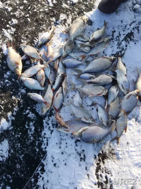Bream, Roach — Irkutskoye, Nov 17, 2019