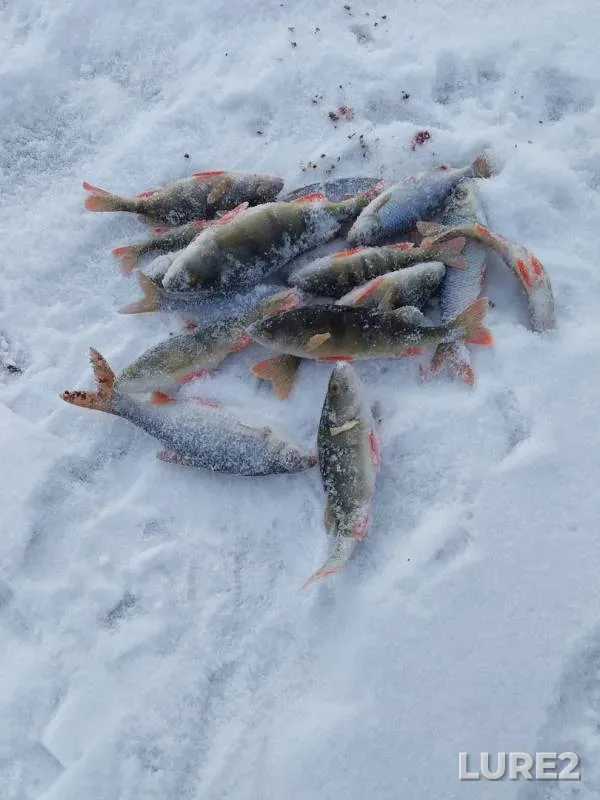 Perch, Roach — Irkutskaya oblast, Nov 13, 2019