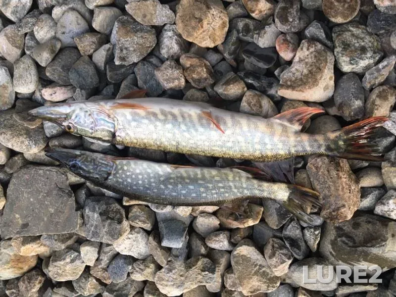 Pike — Irkutskoye, Sep 04, 2019