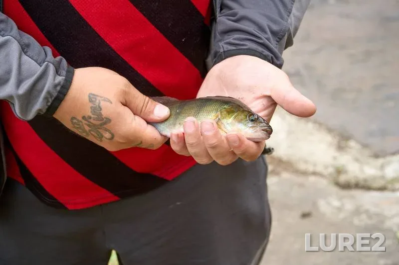 Perch — River Tame, Jul 05, 2025, 3:56 PM