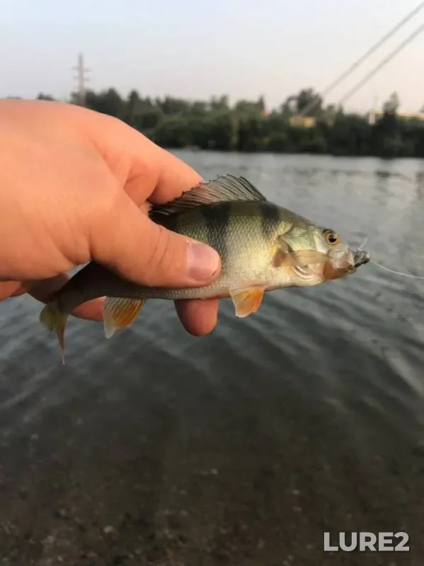 Perch — Angara, Aug 08, 2019