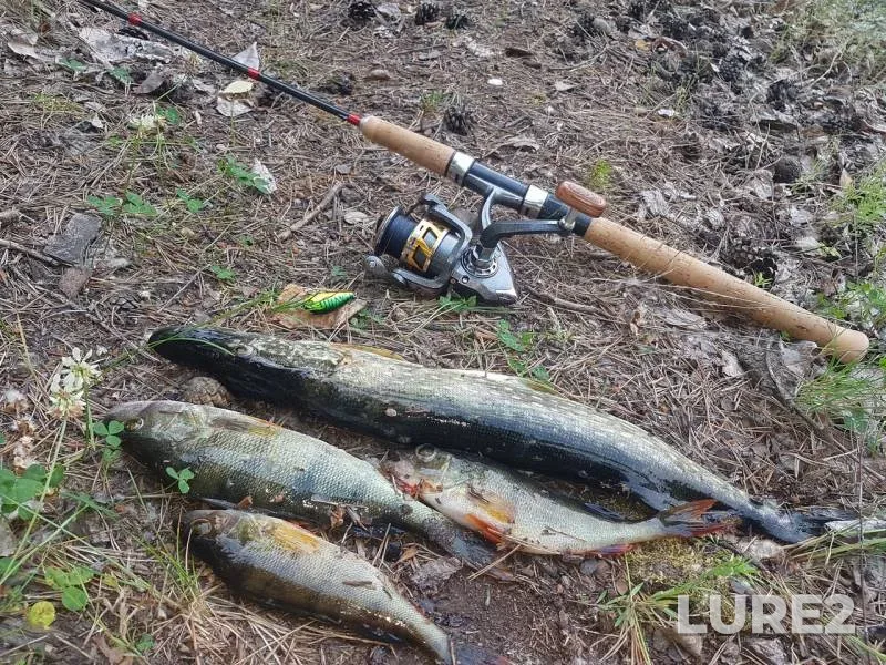 Perch, Pike — Angara, Jul 13, 2019