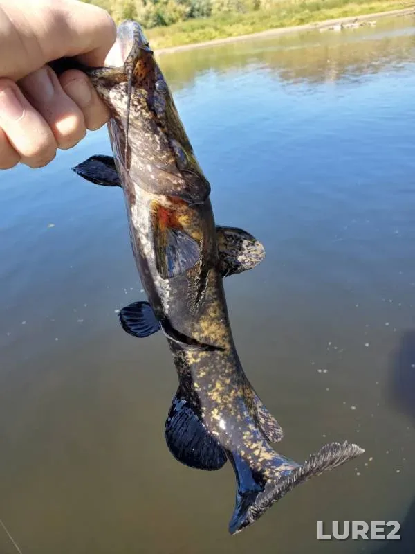 Flathead catfish — Mississippi River, Jul 23, 2014, 10:44 PM