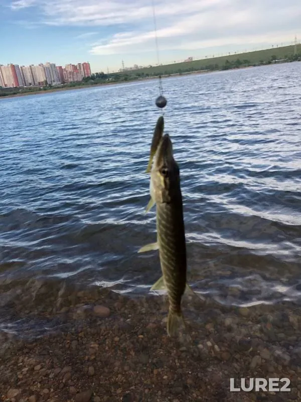 Perch, Pike — Angara, Jun 19, 2019