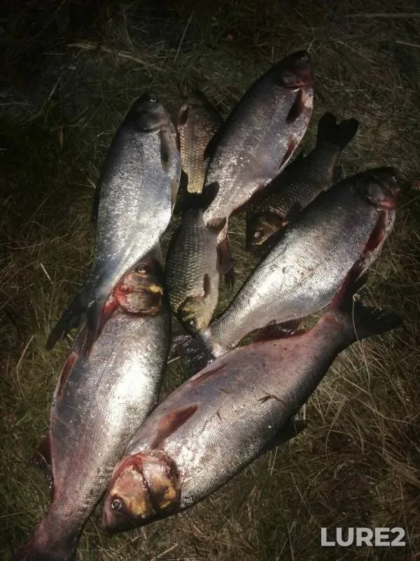 Crucian carp — Zalivnoye, Jun 13, 2019