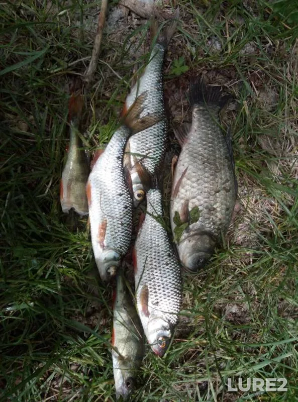 Crucian carp, Perch — Angara, Jun 05, 2019
