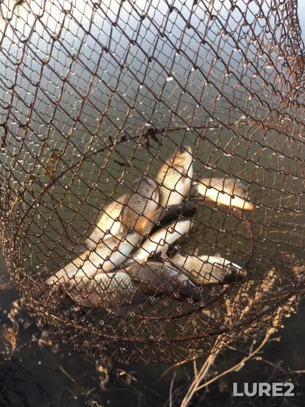 Crucian carp — Topka, Apr 30, 2019